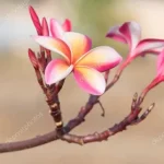 bg-flower