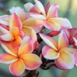 flower3